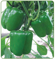 F1 Top Quality Bell Sweet Peppers Seeds-Big Saint