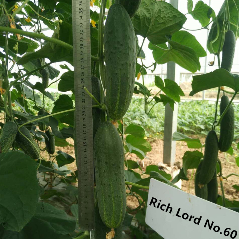 F1 Cucumber Seeds - Rich Lord No.601