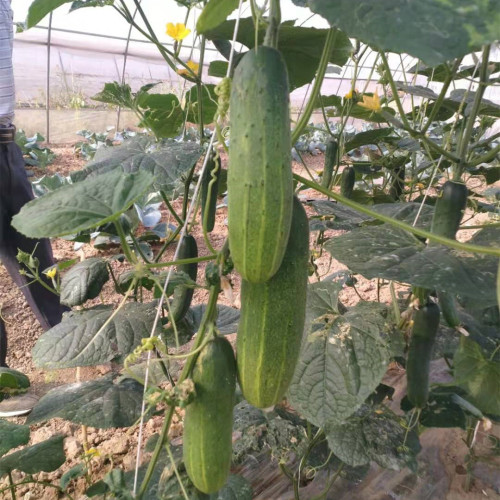 F1 Cucumber Seeds Elite No.2,Vegetable Seeds,Cucumber Seeds