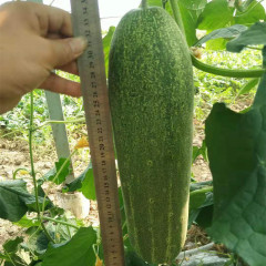 F1 Cucumber Seeds - Elite No.1