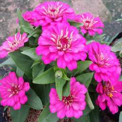 F1 All Colors Of Zinnia Seeds for Pot growing