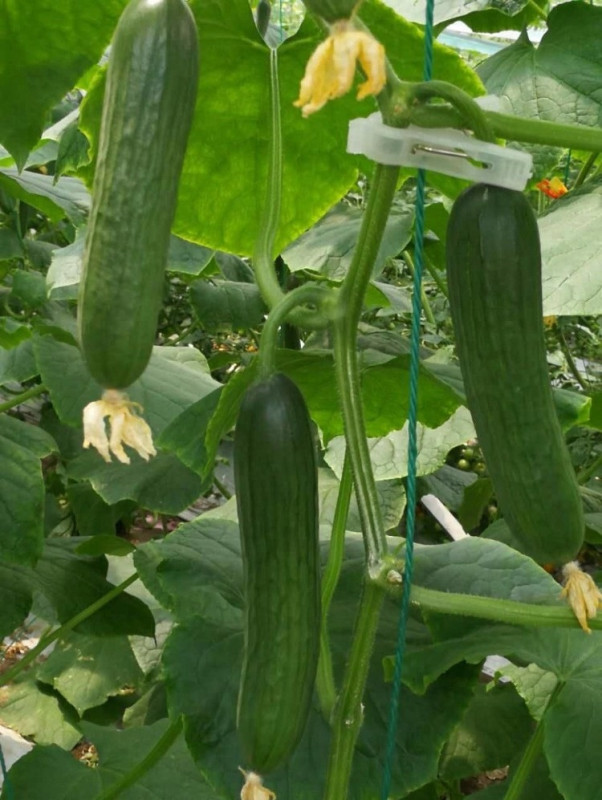 F1 Cucumber Seeds-Netherlands Green Crisp