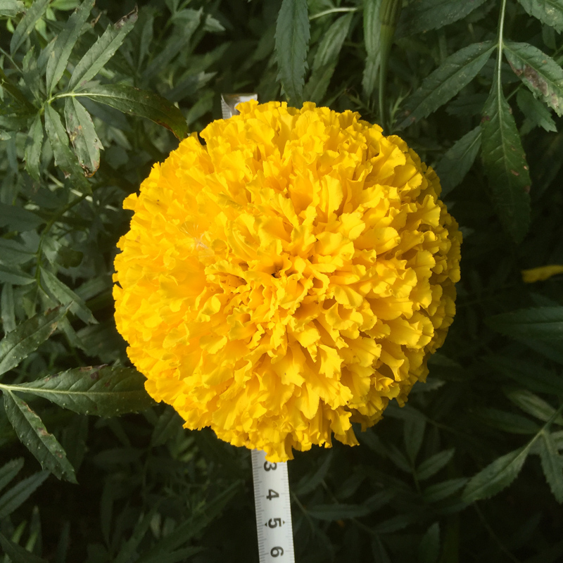 Garden Flower Seeds F1 Marigold Seeds Tagetes erecta seeds For Sale-Miracle