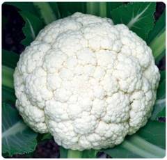 Cauliflower seeds-Solid Ball 85