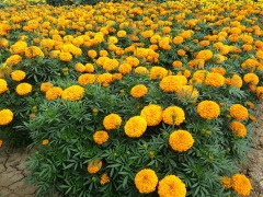 Marigold Seeds For Planting-Great