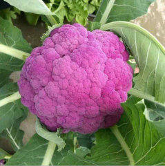 Buy Purple Cauliflower seeds For Sale-Purple Crystal F1