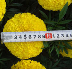 Garden Flower Seeds F1 Marigold Seeds Tagetes erecta seeds For Sale-Miracle