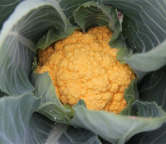 Yellow Cauliflower seeds For Cultivation-Gold Crystal