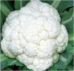 Cauliflower Seeds-Solid Ball 65