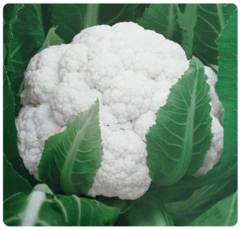 Cauliflower Seeds-Solid Ball 70