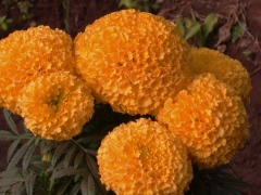 Buy Best Yellow and Orange Dwarf F1 Marigold Seeds For Planting-Discovery