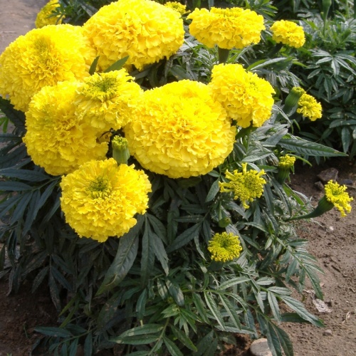 Factory Dwarf F1 Marigold Seeds For Sowing-Feng Shen