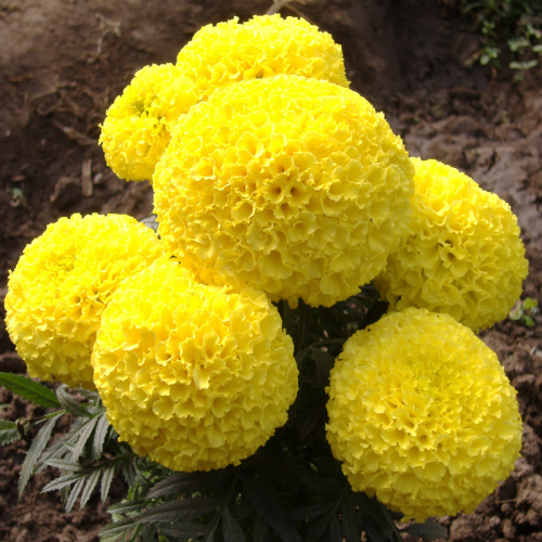 Buy Best Yellow and Orange Dwarf F1 Marigold Seeds For Planting-Discovery