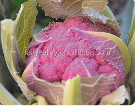 Buy Purple Cauliflower seeds For Sale-Purple Crystal F1