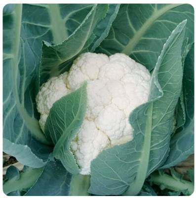 Plant Snowball Cauliflower Seeds-Solid Ball 55