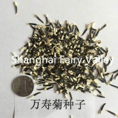 Garden Flower Seeds F1 Marigold Seeds Tagetes erecta seeds For Sale-Miracle
