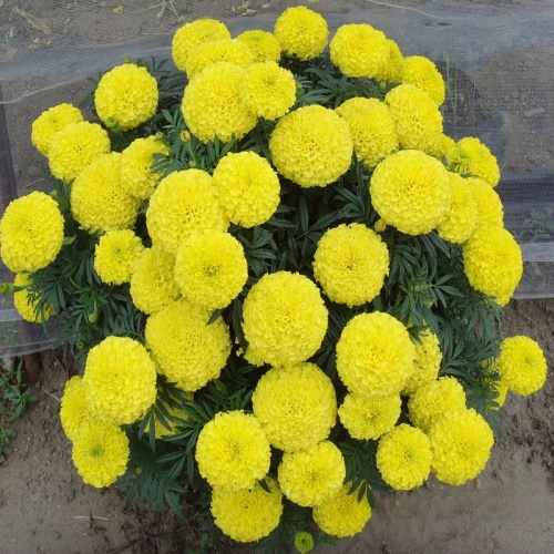 Garden Flower Seeds F1 Marigold Seeds Tagetes erecta seeds For Sale-Miracle