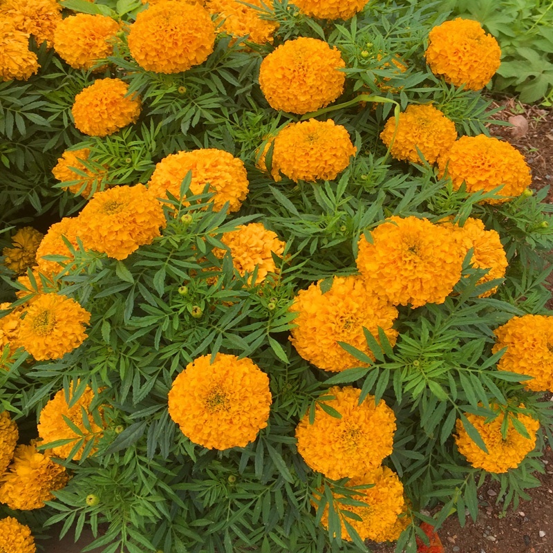 Garden Flower Seeds F1 Marigold Seeds Tagetes erecta seeds For Sale-Miracle