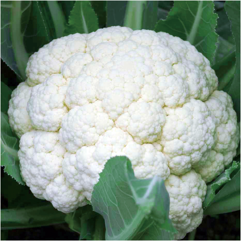 Cauliflower Seeds-Solid Ball 60