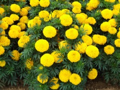 Marigold Seeds For Planting-Great