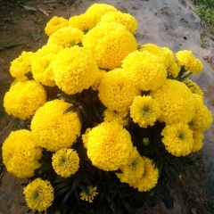 Garden Flower Seeds F1 Marigold Seeds Tagetes erecta seeds For Sale-Miracle