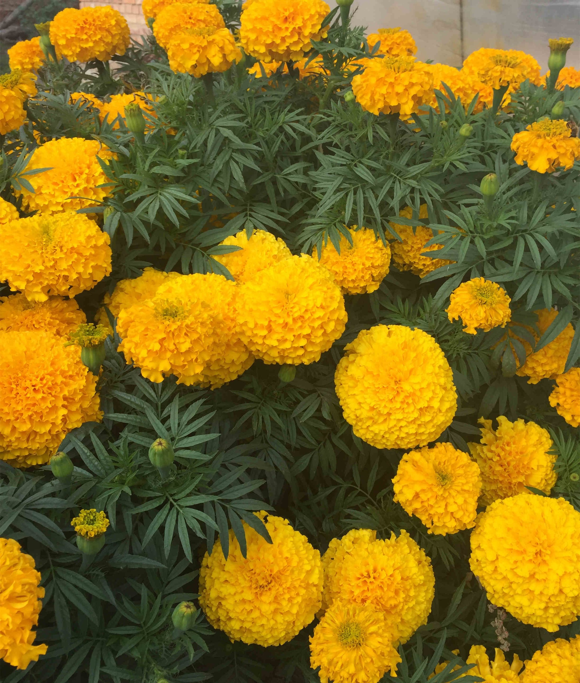 Garden Flower Seeds F1 Marigold Seeds Tagetes erecta seeds For Sale-Miracle