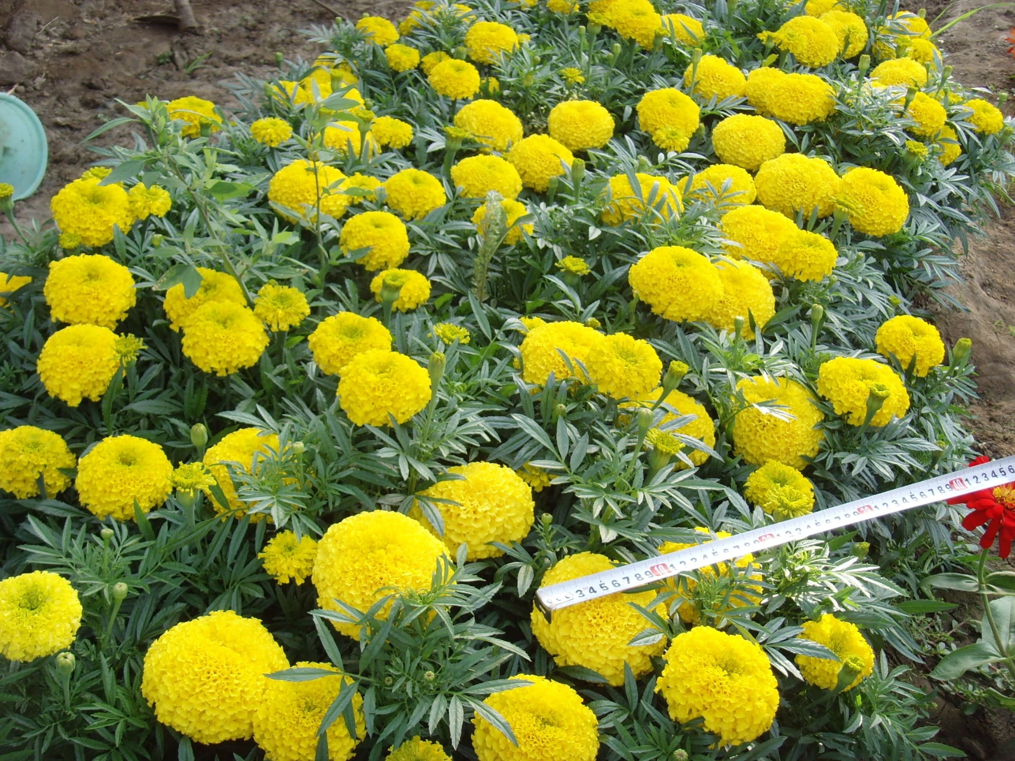 Marigold Seeds For Planting-Great
