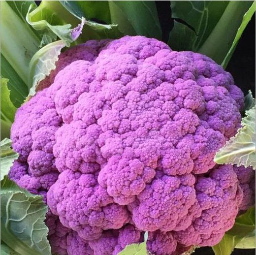 Buy Purple Cauliflower seeds For Sale-Purple Crystal F1