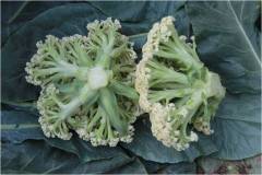 Cauliflower seeds-Snowflake 90