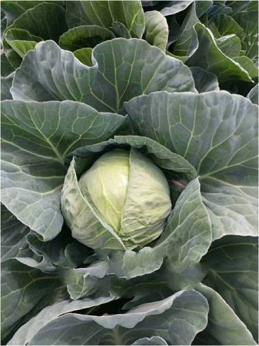 F1 Cabbage Seeds-Iron Head 65