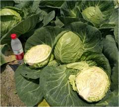 F1 Cabbage Seeds- Japanese Iron Head 80