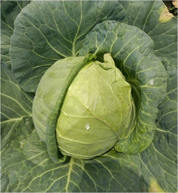 F1 Cabbage Seeds-Japanese Iron Head 70