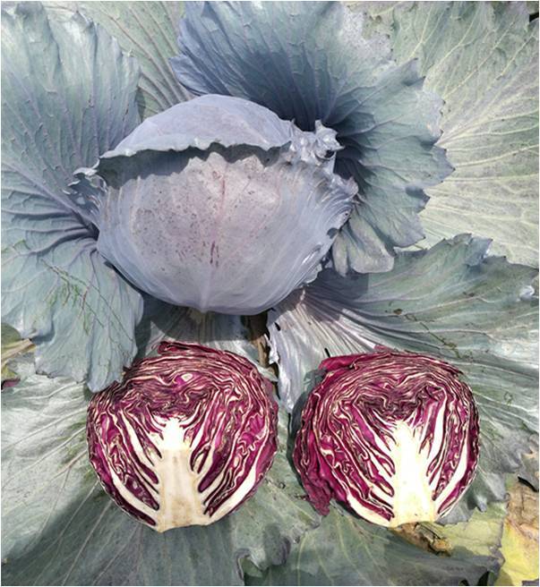 Hybrid F1 Purple Cabbage Seeds- Purple Ball