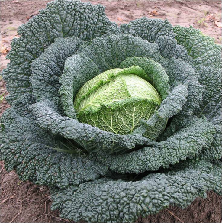F1 Savoy Cabbage Seeds For Sale-Folded No.1