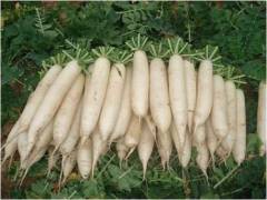 F1 White Turnip Seeds-YR Wander