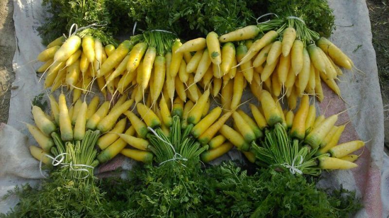 Yellow Carrot Seeds