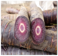 Black Purple Fruit Carrot Seeds For Sale-Purple Ginseng