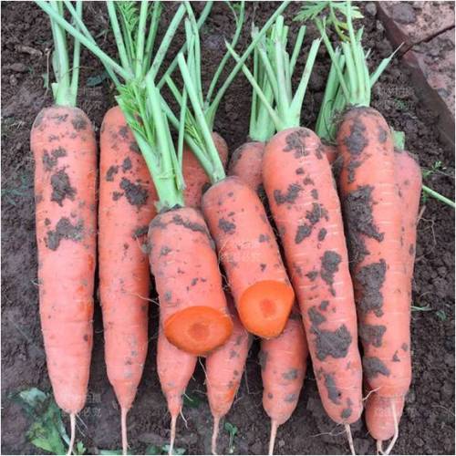 Bulk carrot seeds for saleFairy Valley