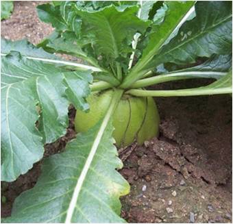 F1 Radish Seeds-Rose Heart