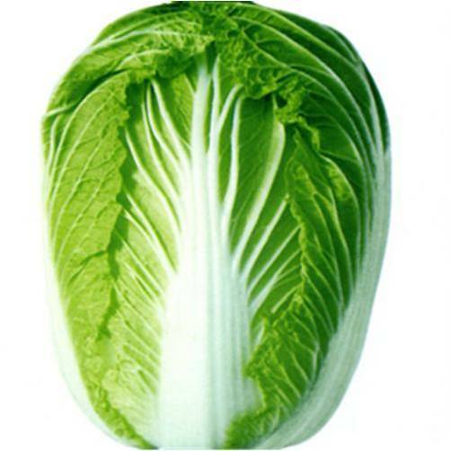Hybrid F1 Chinese cabbage Seeds-Farmer favorites