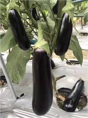 Hybrid Green Sepal F1 Black Long Eggplant Seeds For Growing-Master