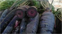 Black Purple Fruit Carrot Seeds For Sale-Purple Ginseng