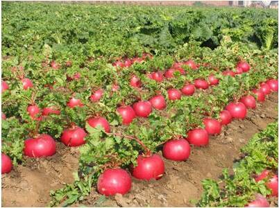 Big Red F1 Radish Seeds-Red Happiness