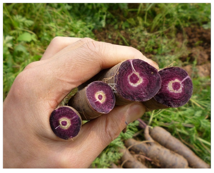 Black Purple Fruit Carrot Seeds For Sale-Purple Ginseng