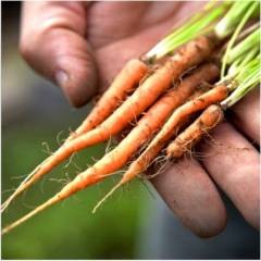 Mini Orange Carrot seeds-Small Sweet Crisp