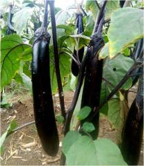 Hybrid F1 Black Long Eggplant Seeds For Planting- Black Sword
