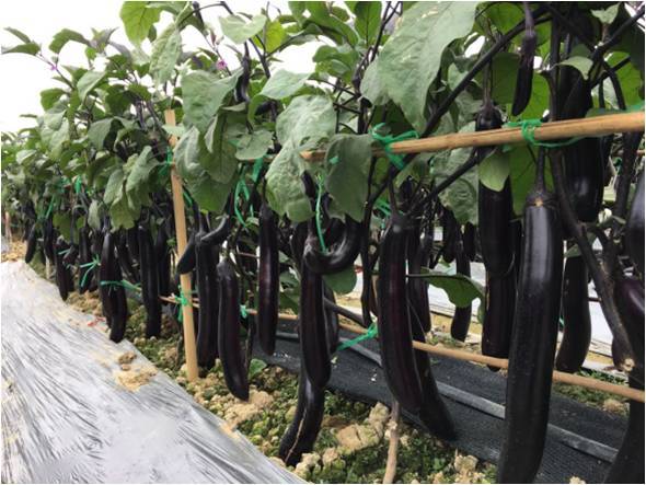 Fairyvalley Hybrid F1 Black Long Eggplant Seeds For Growing-Black Peel