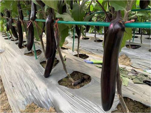 Fairyvalley Hybrid F1 Purple Red Eggplant Seeds - Purple Star