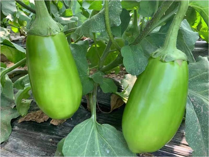 Hybrid F1 High Yield Green Eggplant Seeds- Green No.8