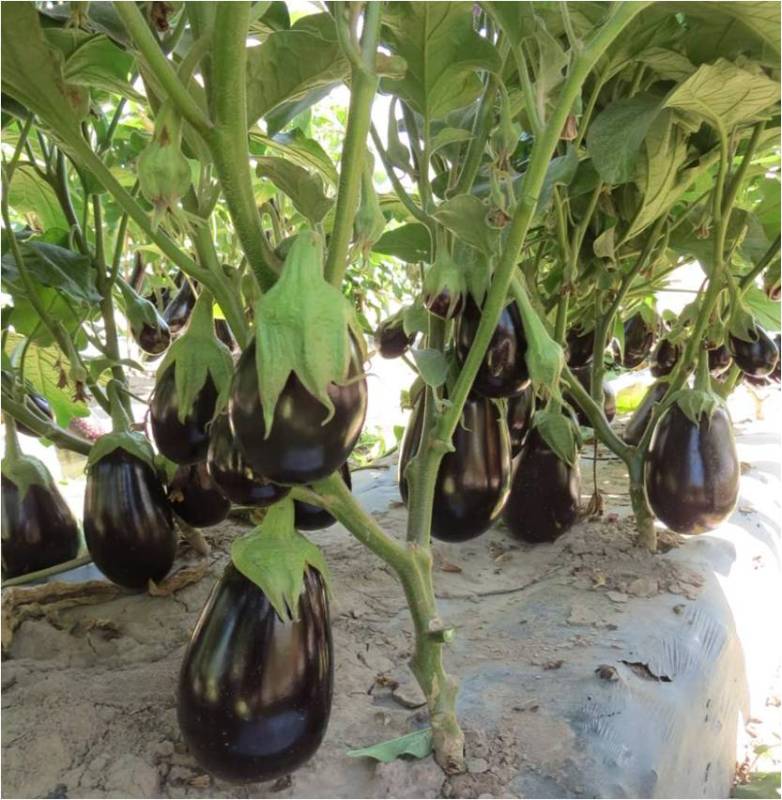 Hybrid F1 Black Eggplant Seeds For Growing - Green Lord No.6